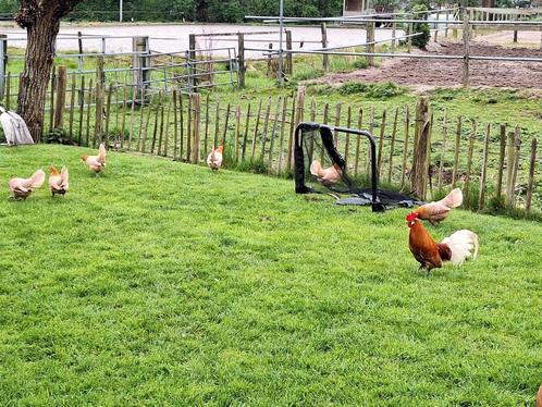 Jonge Friese krielen,  oa geelwitpel, Dieren en Toebehoren, Pluimvee, Kip, Meerdere dieren