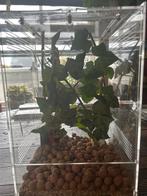 Wandelende takken + insecten terrarium, Dieren en Toebehoren, Reptielen en Amfibieën | Toebehoren, Ophalen, Zo goed als nieuw