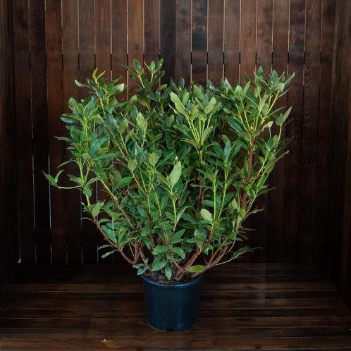 Rhododendron 'Cunningham´s White' 🌿, Tuin en Terras, Planten | Tuinplanten, Overige soorten, Halfschaduw, Ophalen