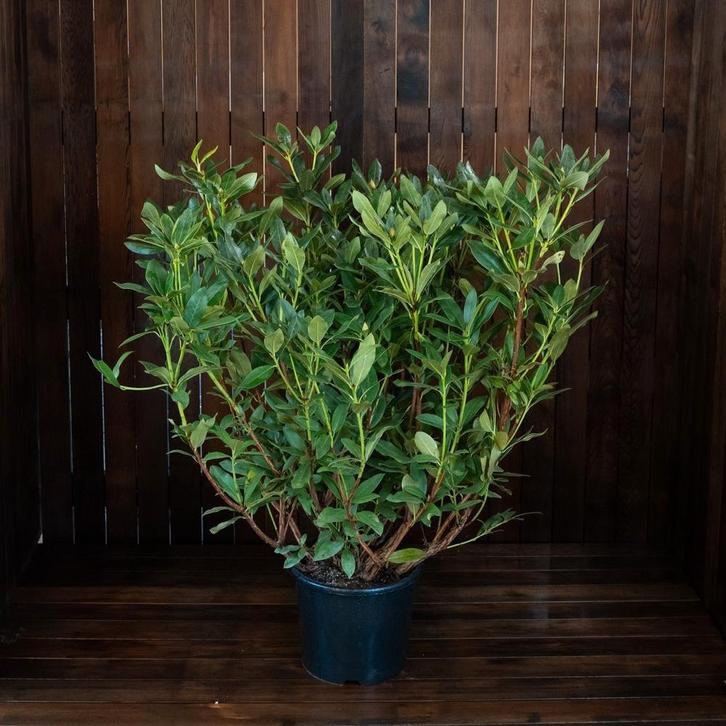 Rhododendron 'Cunningham´s White' 🌿, Tuin en Terras, Planten | Tuinplanten, Overige soorten, Halfschaduw, Ophalen