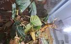 Ik heb hier nog wandeltakken gratis ophalen, Dieren en Toebehoren, Ophalen, Terrarium of Paludarium