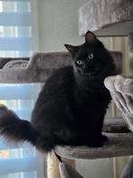 Jonge Ragdoll X Maine Coon poes, Dieren en Toebehoren, Katten en Kittens | Dekkaters