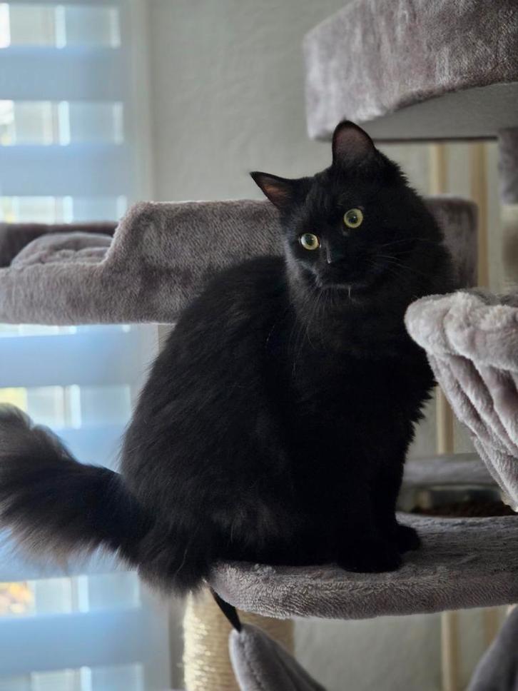 Jonge Ragdoll X Maine Coon poes, Dieren en Toebehoren, Katten en Kittens | Dekkaters