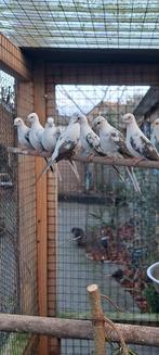 Bonte diamant duifjes, Dieren en Toebehoren, Meerdere dieren, Parkiet