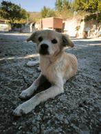 Kokoni xToby verblijft in Cyprus, Dieren en Toebehoren, Rabiës (hondsdolheid), 15 weken tot 1 jaar, Buitenland, Eén hond