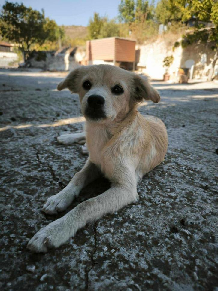 Kokoni xToby verblijft in Cyprus, Dieren en Toebehoren, Honden | Niet-rashonden, Klein, Reu, Handelaar, Eén hond, Buitenland, 15 weken tot 1 jaar