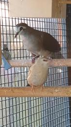 Tamboerijnduif, Dieren en Toebehoren, Vogels | Overige Vogels, Vrouwelijk, Tropenvogel, Geringd