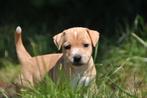 Te koop lieve kleine laagbenige Jack Russel pups., Dieren en Toebehoren, Honden | Jack Russells en Terriërs, Jack Russell Terriër