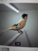 T.k.mooie poppen Portugese harlekijn kanaries 2024, Dieren en Toebehoren, Vogels | Kanaries, Vrouwelijk, Kleurkanarie