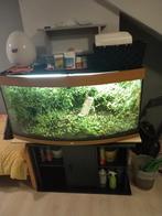 Te koop paludarium, Dieren en Toebehoren, Reptielen en Amfibieën | Toebehoren, Ophalen, Gebruikt