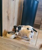 Vrolijke Jack Russell Terriër pups!, CDV (hondenziekte), Jack Russell Terriër, 8 tot 15 weken, Meerdere