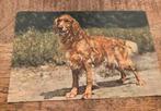 Golden Retriever, Verzenden, 1980 tot heden, Gelopen, Hond of Kat