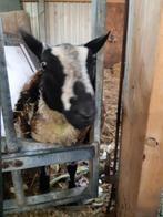 Ram te koop, Dieren en Toebehoren, Schapen, Geiten en Varkens, Mannelijk, Schaap