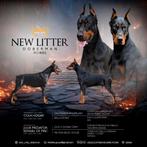 Doberman-puppy's te koop, 15 weken tot 1 jaar, Overige rassen, Buitenland, Parvo