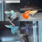 ❤️💛Albino platinium Dumbo Red Tail Guppen, Dieren en Toebehoren, Vis