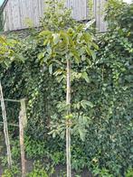 Veredelde Walnotenboom, Overige soorten, Lente, 250 tot 400 cm, Ophalen