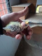 Jonge valkparkieten. Ideaal om tam te maken, Dieren en Toebehoren, Geslacht onbekend, Parkiet