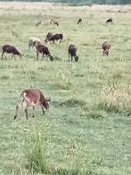 Soay schapen, Dieren en Toebehoren, Schapen, Geiten en Varkens, Vrouwelijk, Schaap