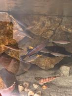 Cyprichromis Leptosoma Jumbo Kitumba Wildvang, Dieren en Toebehoren