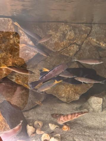 Cyprichromis Leptosoma Jumbo Kitumba Wildvang beschikbaar voor biedingen