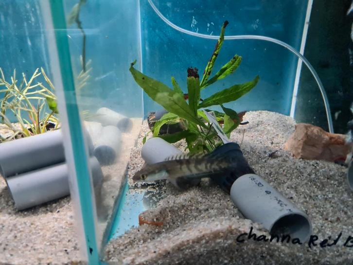 Channa Red Barito slangenkopvis, Dieren en Toebehoren, Vissen | Aquariumvissen, Zoetwatervis, Vis