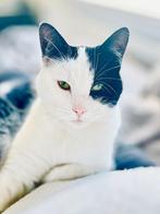 Poezen op zoek naar nieuw huisje, Dieren en Toebehoren, Katten en Kittens | Overige Katten, Poes