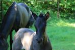 Zwart PRE veulen te reserveren, Dieren en Toebehoren, Paarden, Meerdere dieren, Minder dan 160 cm, Gechipt, 0 tot 2 jaar