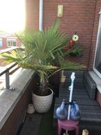 Palmboom Trachycarpus Fortunei, Tuin en Terras, Planten | Bomen, 100 tot 250 cm, Zomer, Palmboom, Ophalen