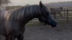 arabisch volbloed schimmel 2024 hengst, Dieren en Toebehoren, Paarden, Minder dan 160 cm, Gechipt, Niet van toepassing, Dressuurpaard