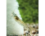Japonica Garnalen Gezocht, Dieren en Toebehoren, Vissen | Aquariumvissen, Kreeft, Krab of Garnaal, Zoetwatervis
