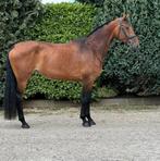 ‼️Prachtige 6 jarige merrie‼️Recreatie /Sport/Fokkerij, Dieren en Toebehoren, Merrie, Gechipt, Dressuurpaard, 3 tot 6 jaar