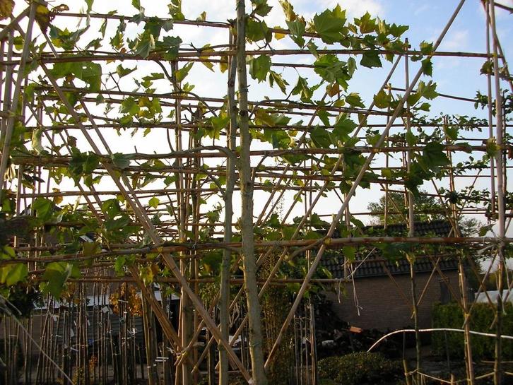 Leiplatanus acerifolia, Tuin en Terras, Planten | Bomen, Leiboom, Volle zon, Bloeit niet, In pot, Ophalen