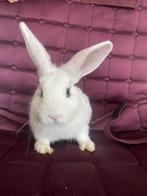 Konijnen te koop, Mannelijk, Middelgroot