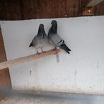 2 figuritas 10euro per stuk, Dieren en Toebehoren, Vogels | Duiven, Meerdere dieren, Overige soorten