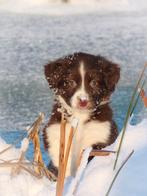 Wij friese stabij x Australische herder zoeken baasjes, Dieren en Toebehoren, Overige rassen, 8 tot 15 weken, CDV (hondenziekte)