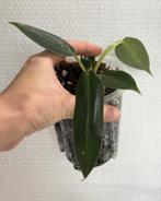 Philodendron Spiritus Sancti, Ophalen of Verzenden, Overige soorten, Minder dan 100 cm