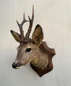Hertekop of ree met gewei - topstaat - Taxidermie, Verzamelen, Dierenverzamelingen, Ophalen of Verzenden, Gebruikt, Hert, Gewei of Kop