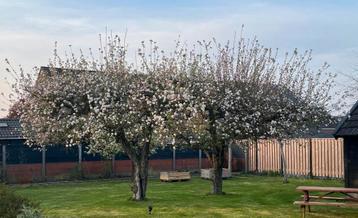 Twee grote oude appelbomen–prachtig in bloei–zelf uitgraven beschikbaar voor biedingen