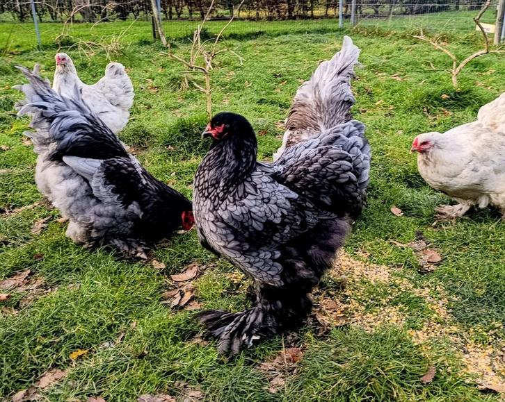Brahma Broedeieren Groothoender, Dieren en Toebehoren, Pluimvee, Kip, Geslacht onbekend