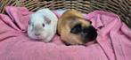 Caviastel ZANDSTORM & MUFFIN uit de opvang zoeken een huis!, Oktober, Meerdere dieren, Cavia