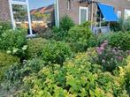 Planten, Tuin en Terras, Planten | Tuinplanten, Volle zon, Vaste plant, Zomer, Ophalen