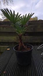 Mooie Winterharde palmen, Tuin en Terras, Minder dan 100 cm, Zomer, Palmboom, Ophalen