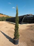 Cipres sempervirens TOTUM, Tuin en Terras, Planten | Tuinplanten, Ophalen, Overige soorten, Volle zon