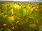 Rode baby platys, Dieren en Toebehoren, Vissen | Aquariumvissen, Vis, Zoetwatervis