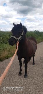 Stamboek shetlander, Dieren en Toebehoren, Paarden, Merrie, Minder dan 160 cm, Recreatiepaard, 0 tot 2 jaar