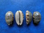 Schelpen: Cypraea felina Gmelin f++g 17-21mm, Verzenden, Schelp(en)