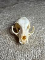 Kat Schedel, Ophalen of Verzenden, Gebruikt, Hond of Kat, Schedel