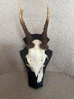 Reebok gewei op schild 23cm, Ophalen of Verzenden, Hert, Gewei of Kop