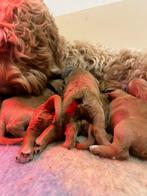 Labradoodle cobberdog puppys, Particulier, Rabiës (hondsdolheid), Meerdere, 8 tot 15 weken