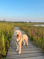 Labradoodle Lloyd, Dieren en Toebehoren, Honden | Niet-rashonden, Rabiës (hondsdolheid), Reu, Groot, Eén hond